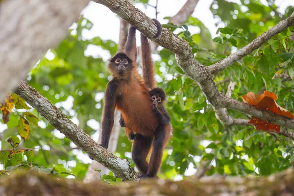 Macaco Sentado Galho Árvore — Fotografia de Stock