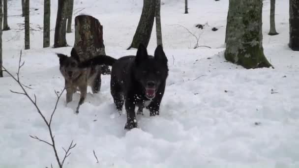 雪地里可爱的狗的镜头 — 图库视频影像