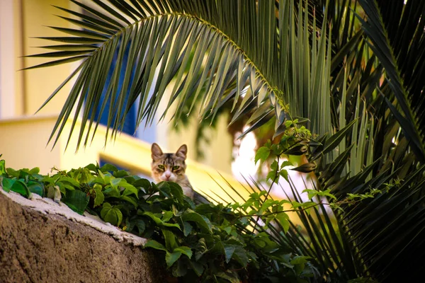 生い茂った低木から町を見下ろすタビー猫 動物の肖像画 暖かい 忘れられた 放棄された — ストック写真