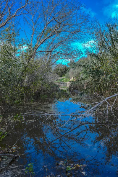 Schöne Aussicht Auf Den Fluss Wald — Stockfoto