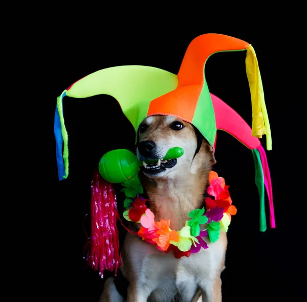 Portrait Mongrel Dog Harlequin Hat Maracas Flower Necklace Black Background — Stock Photo, Image