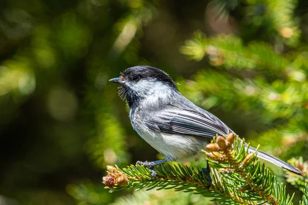 Ptak Siedzi Gałęzi Drzewa — Zdjęcie stockowe