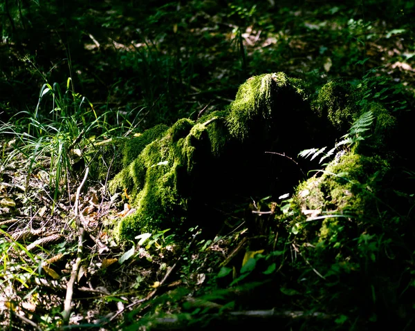 Musgo Verde Floresta — Fotografia de Stock