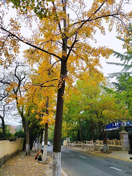 Foglie Autunnali Autunno Stagione Flora — Foto Stock