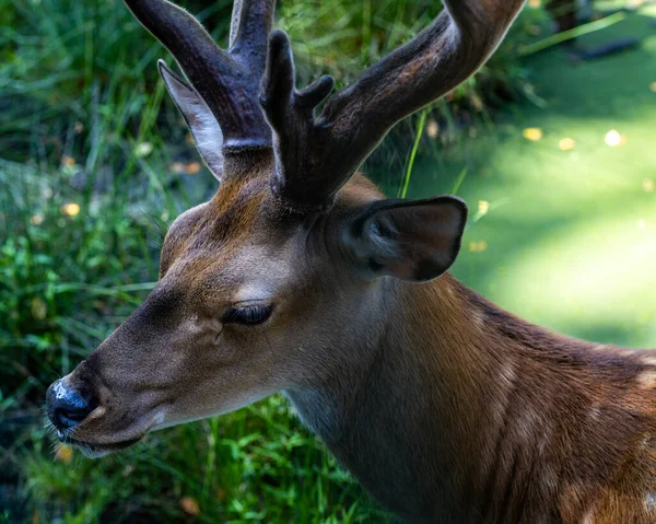 Closeup Shot Deer Forest — Stock Photo, Image