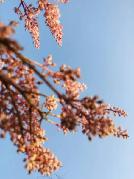 Hermosas Flores Jardín — Foto de Stock