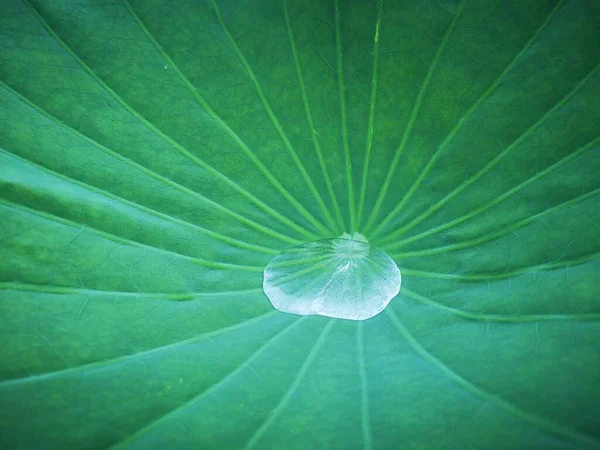 Green Leaf Water Drops — Stock Photo, Image