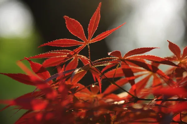 Egy Növény Vörös Zöld Leveleinek Közelsége — Stock Fotó