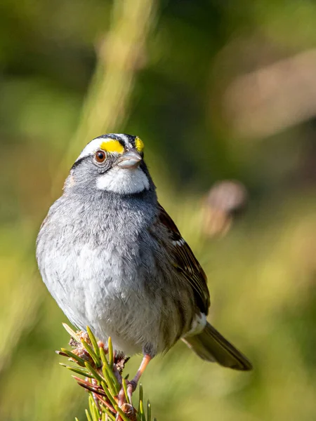 鳥の接近だ — ストック写真