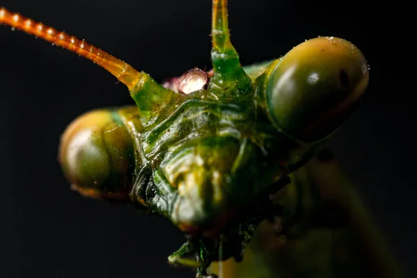 Close Grasshopper Green Background — Stock Photo, Image