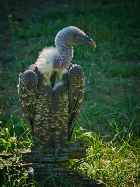 Zbliżenie Ujęcia Pięknego Białego Pelikana — Zdjęcie stockowe