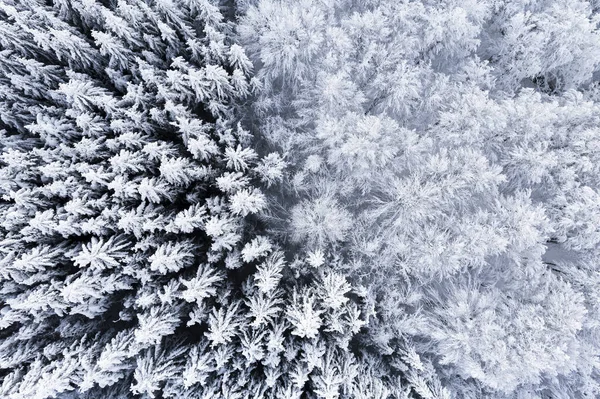 冬季森林 有积雪覆盖的树木 — 图库照片