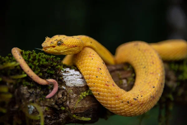 黒い背景の黄色い蛇のクローズアップショットです — ストック写真
