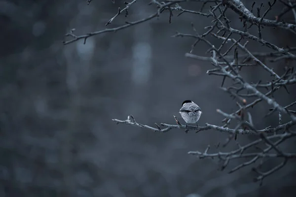 Vogel Een Tak Het Bos — Stockfoto