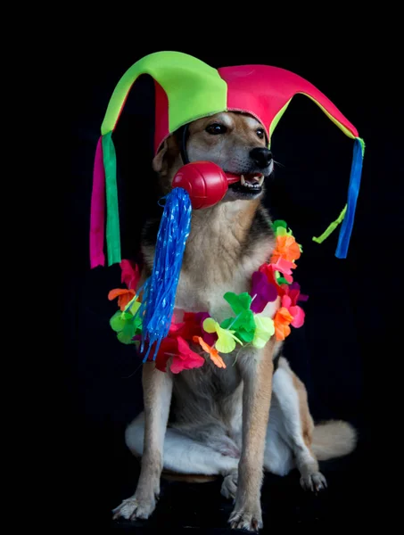 Porträtt Blandhund Med Harlekin Hatt Maracas Och Blomma Halsband Svart — Stockfoto