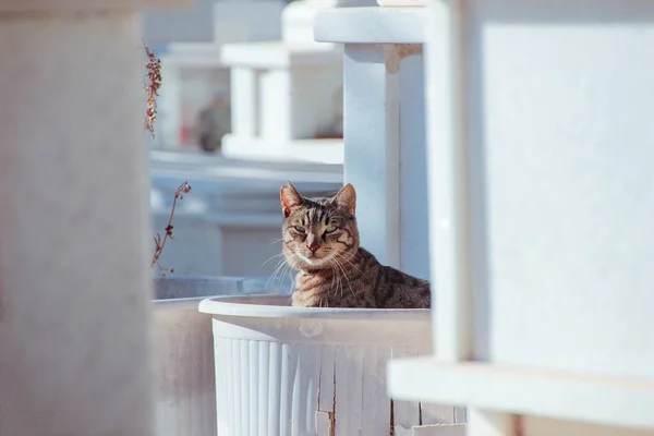 Curious Tabby Cat White Cemetery Animal Portrait Close Free Wild — Zdjęcie stockowe