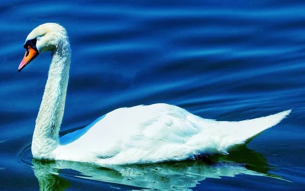 Bellissimo Cigno Bianco Sul Lago — Foto Stock