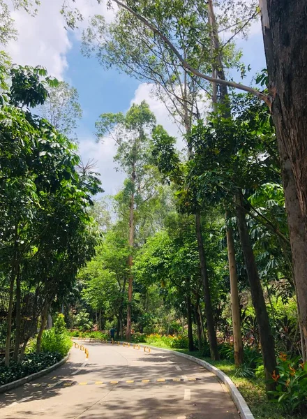 森林中的道路 — 图库照片