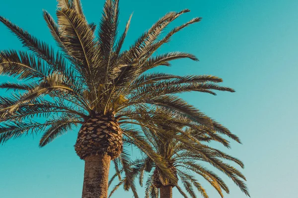 Palme Auf Blauem Himmel Hintergrund — Stockfoto