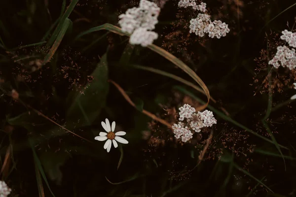 Vackra Vita Blommor Skogen — Stockfoto