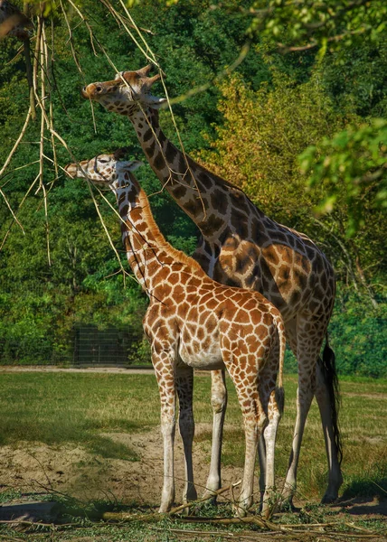 Schilderachtige Shot Van Giraffen Dierentuin — Stockfoto