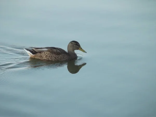 Kaczka Krzyżówka Pływanie Jeziorze — Zdjęcie stockowe