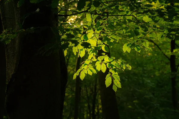 朝の緑の森 — ストック写真