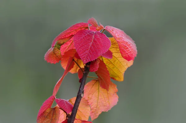 庭の木の美しい赤い葉 — ストック写真