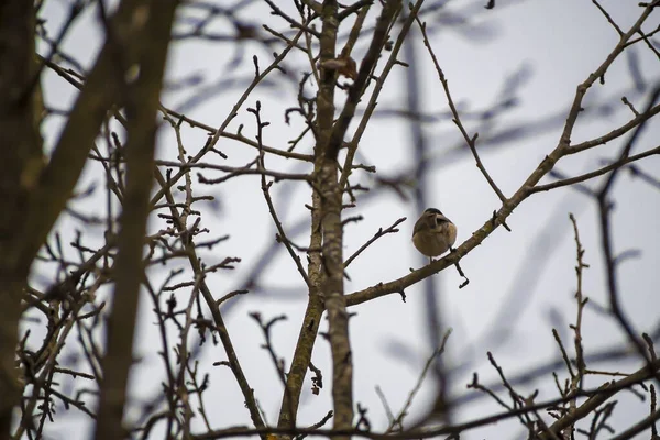 Vogel Auf Einem Baum Wald — Stockfoto