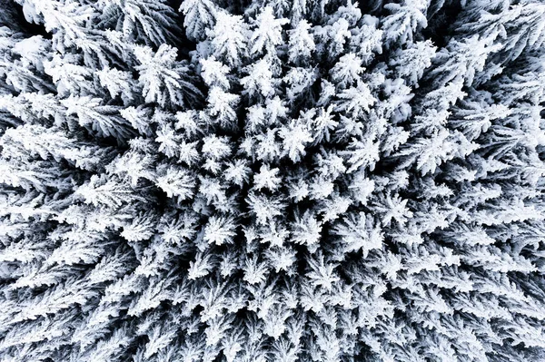 雪のある冬の森 — ストック写真