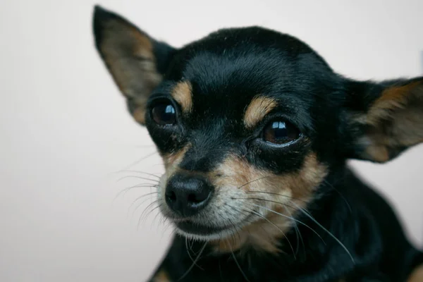 Nahaufnahme Porträt Eines Niedlichen Hundes — Stockfoto