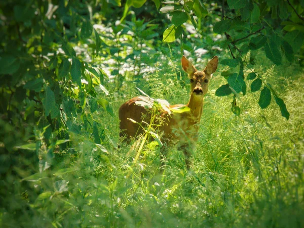 Een Jong Hert Het Bos — Stockfoto