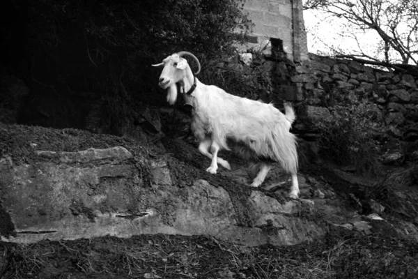 Cabra Subindo Montanha Rochosa Retrato Animal Animal Fazenda Preto Branco — Fotografia de Stock