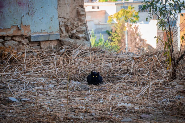 Cute Black Cat Piercing Yellow Eyes Dry Grass Animal Portrait — Stockfoto