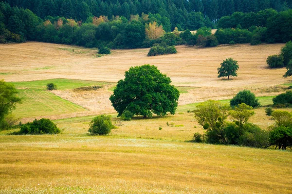 Paisagem Rural Com Grama Verde Árvores — Fotografia de Stock