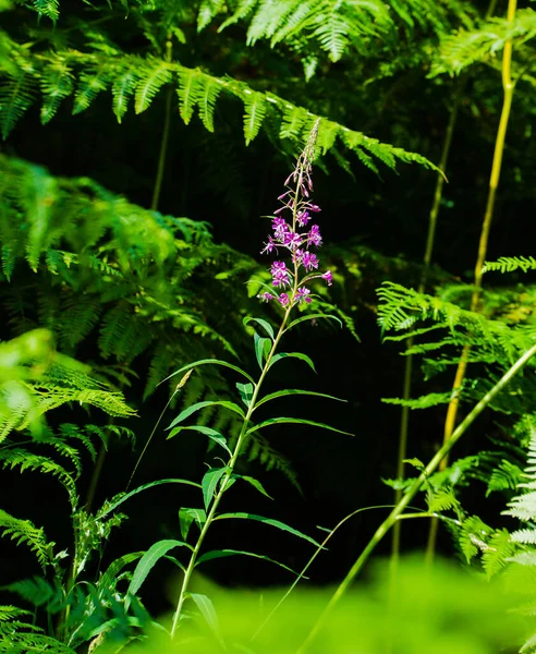 Piękne Botaniczne Ujęcie Naturalna Tapeta — Zdjęcie stockowe