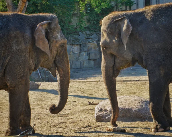 Närbild Ung Elefant Djurparken — Stockfoto