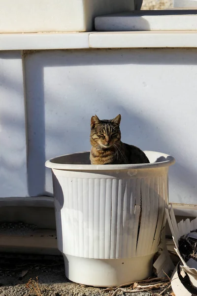Curieux Chat Tabby Dans Cimetière Blanc Portrait Animal Animal Sauvage — Photo