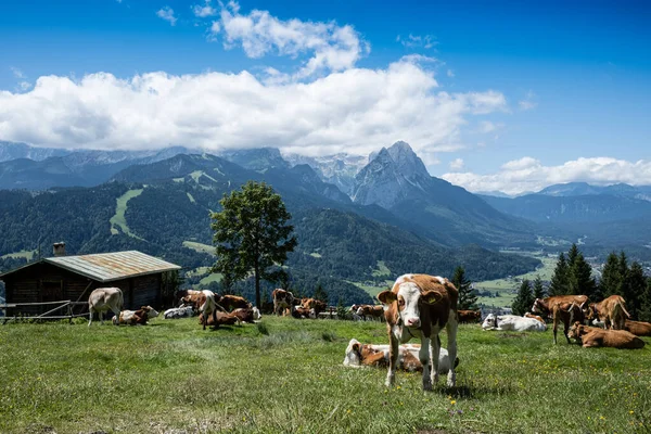 Vaches Dans Les Montagnes — Photo