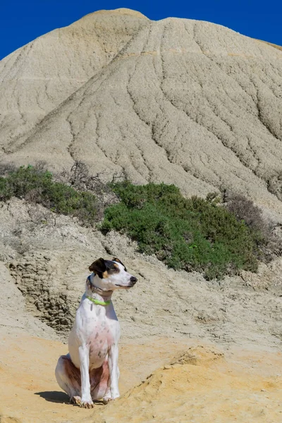 Собака Пустыне — стоковое фото