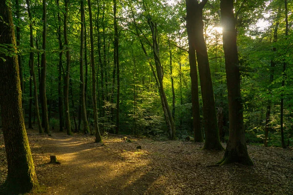 Krásná Krajina Cestičkou Lese — Stock fotografie