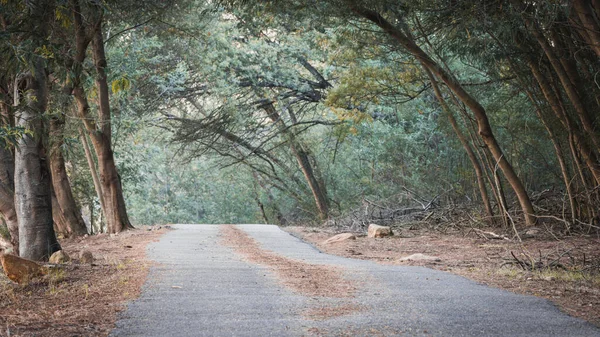 Estrada Floresta — Fotografia de Stock