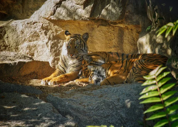 Tiger Auf Dem Boden Liegend — Stockfoto