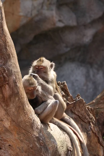 Monos Zoológico — Foto de Stock