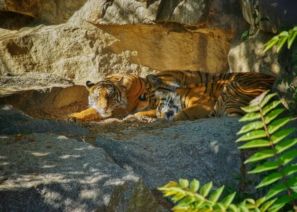 Tigres Zoológico —  Fotos de Stock