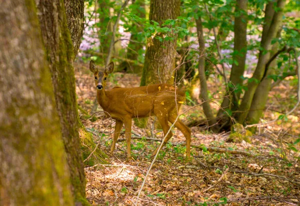 Cervo Nella Foresta — Foto Stock