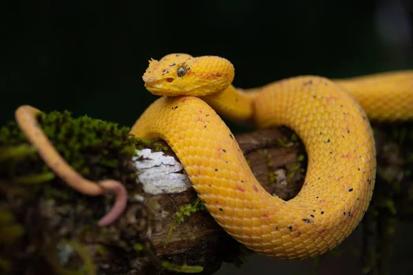 Had Černém Pozadí — Stock fotografie