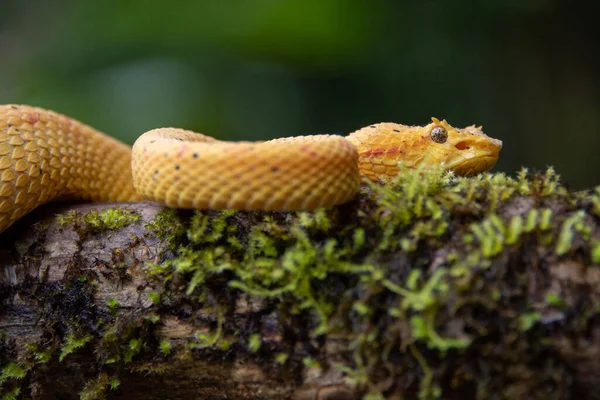 Detailní Záběr Žlutého Hada — Stock fotografie