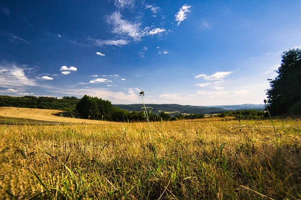 Krásná Krajina Polem Zelené Trávy Modré Oblohy — Stock fotografie