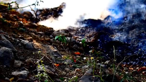 Közeli Felvételek Tűz Lángjairól Földön — Stock videók